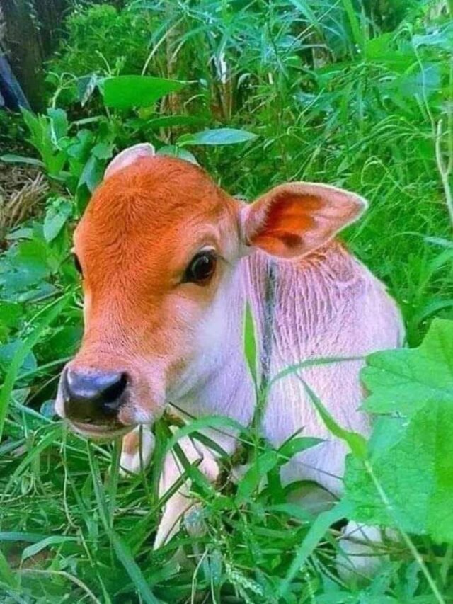 ये है दुनिया की सबसे नन्ही गाय की ब्रीड, जो सबका दिल जीत ले!
